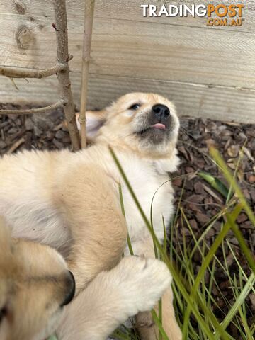 Golden Retriever Puppy