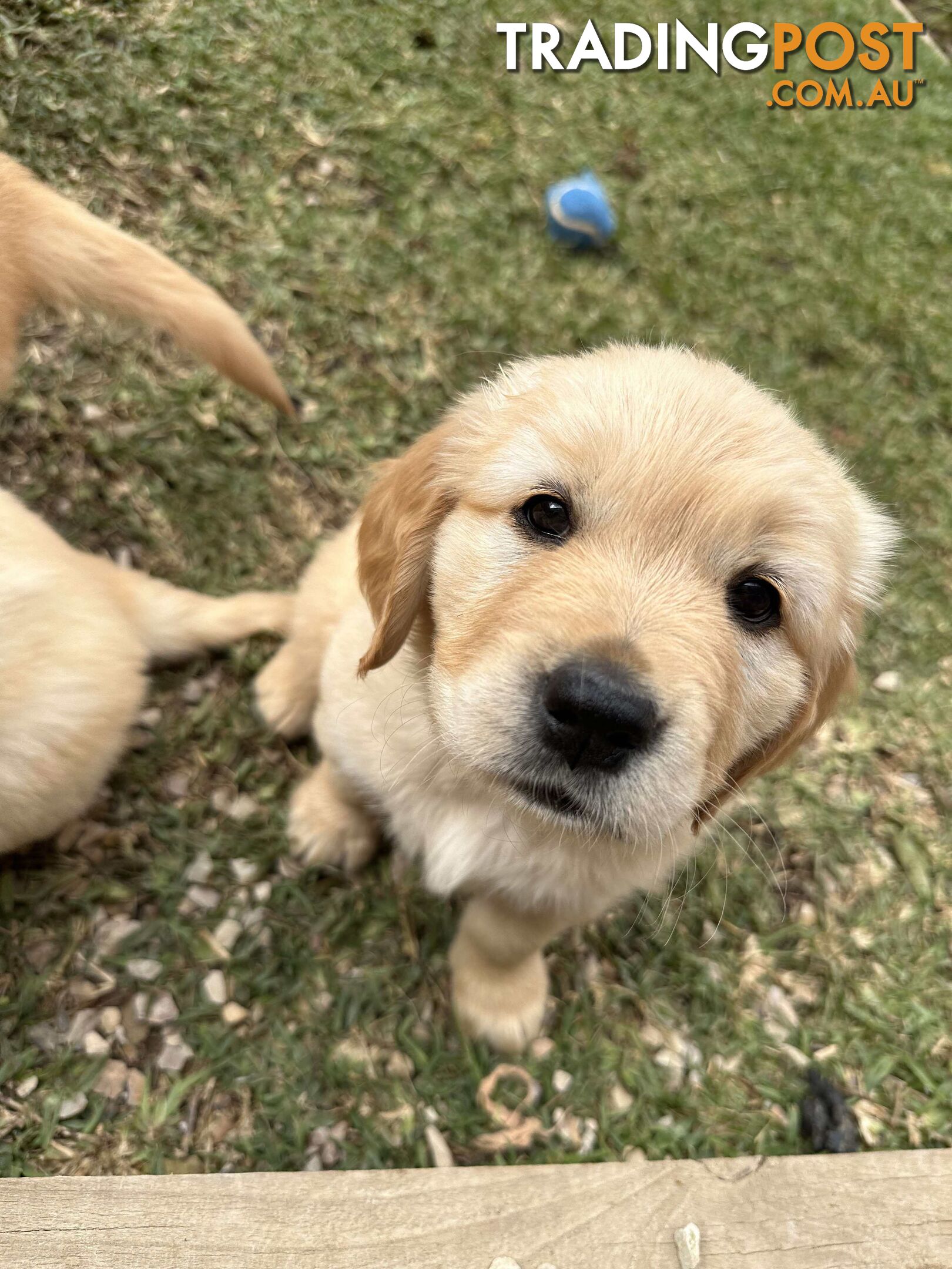 Golden Retriever Puppy