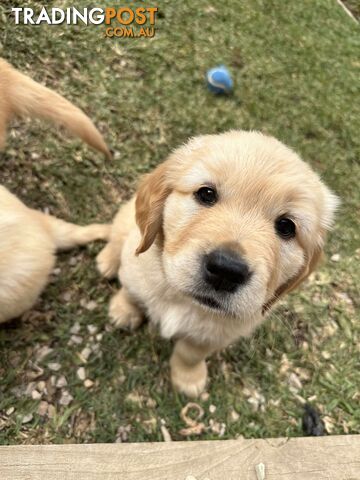 Golden Retriever Puppy