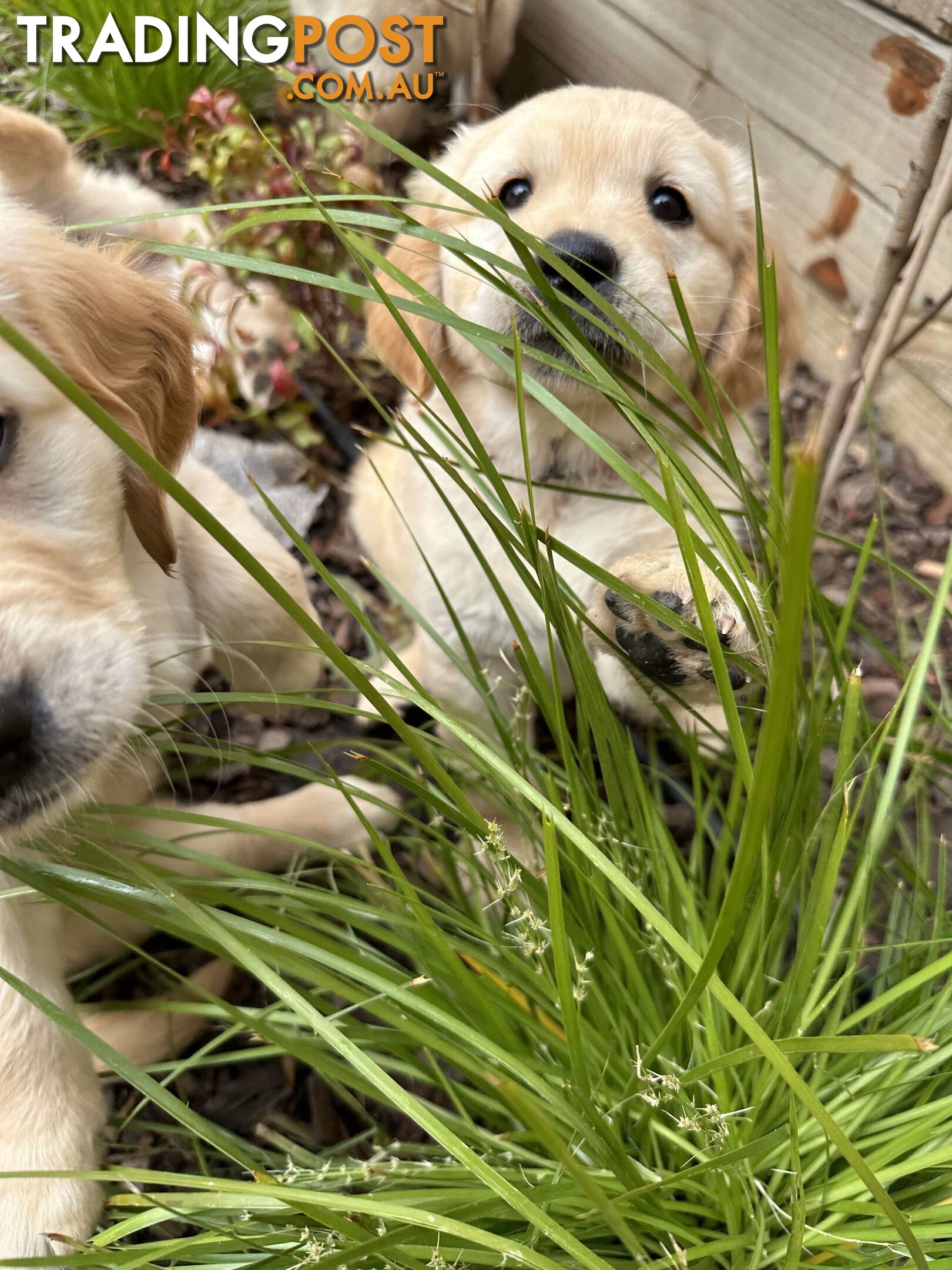 Golden Retriever Puppy