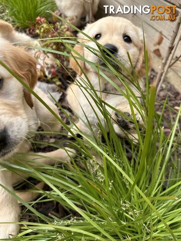 Golden Retriever Puppy