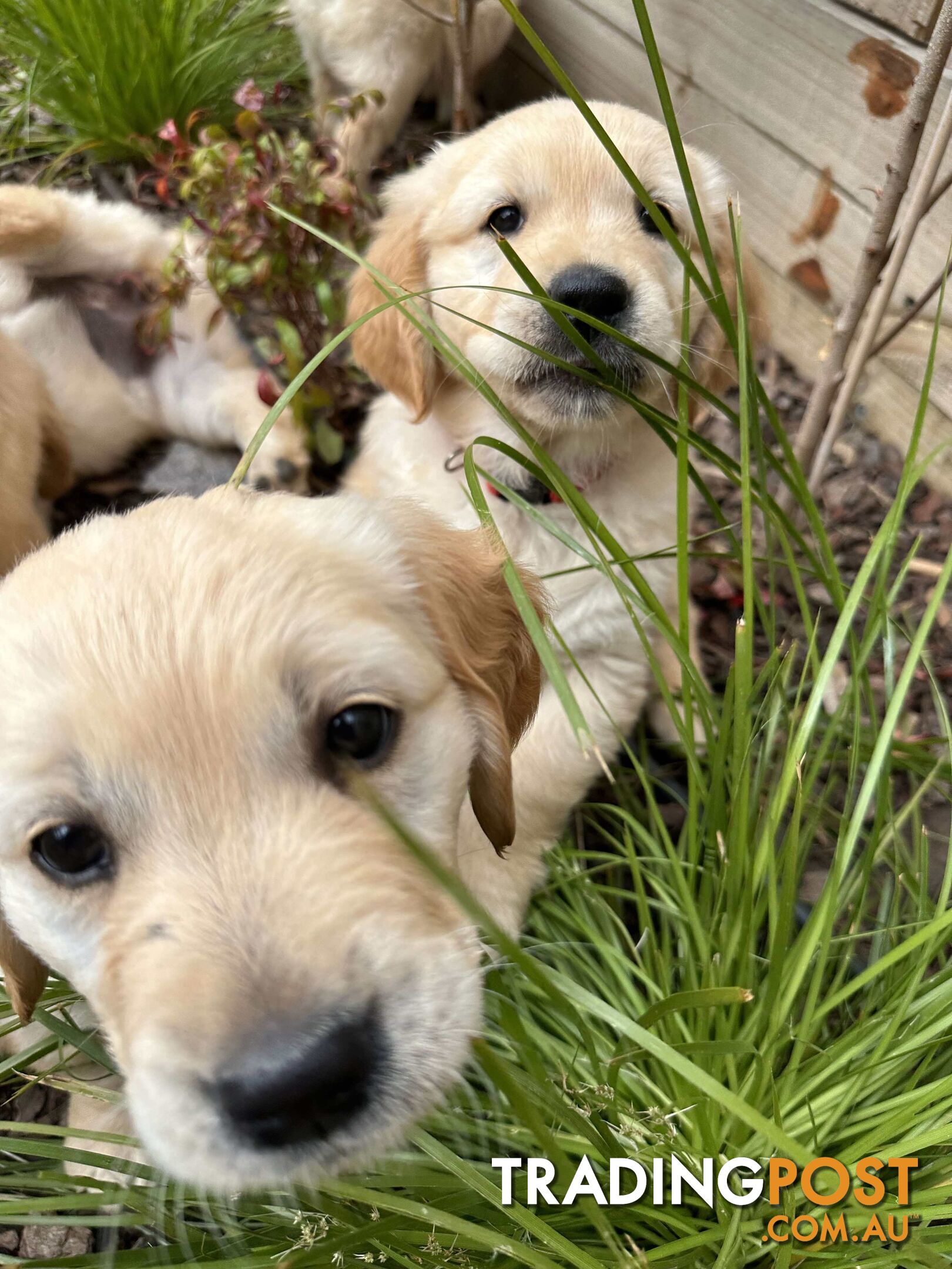 Golden Retriever Puppy