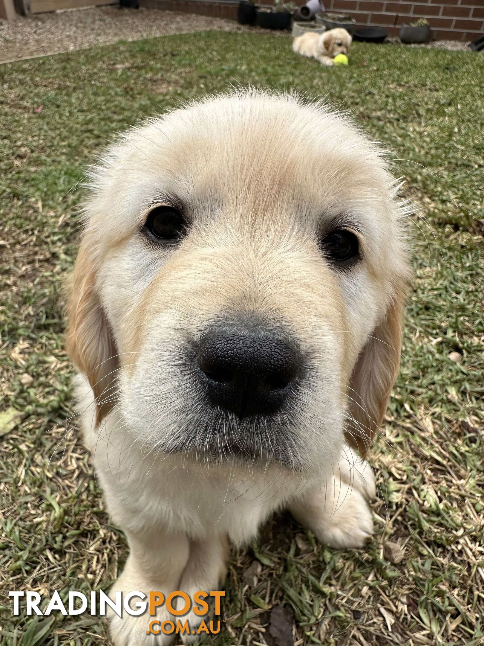 Golden Retriever Puppy