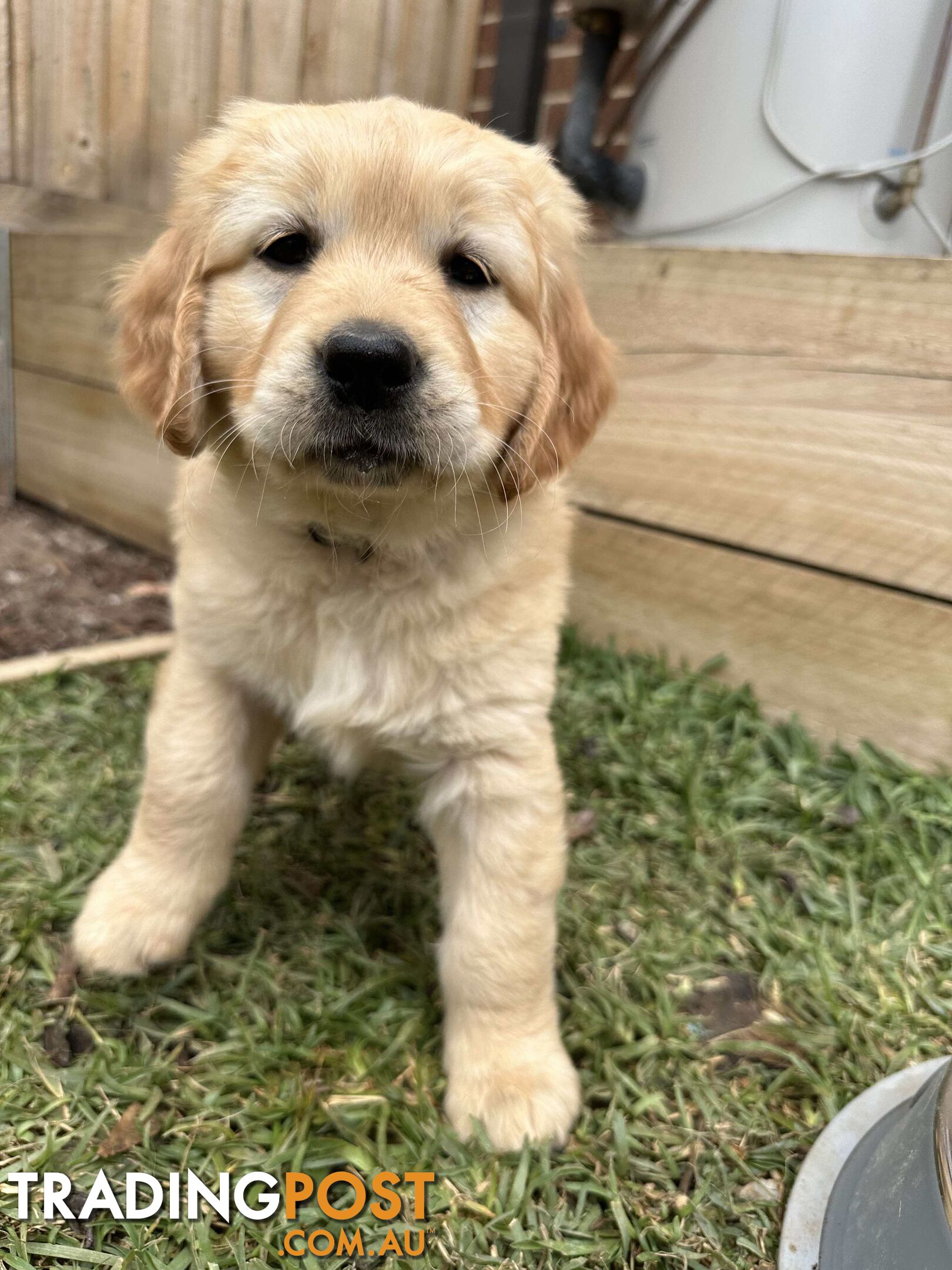 Golden Retriever Puppy