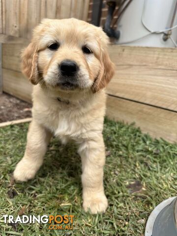 Golden Retriever Puppy