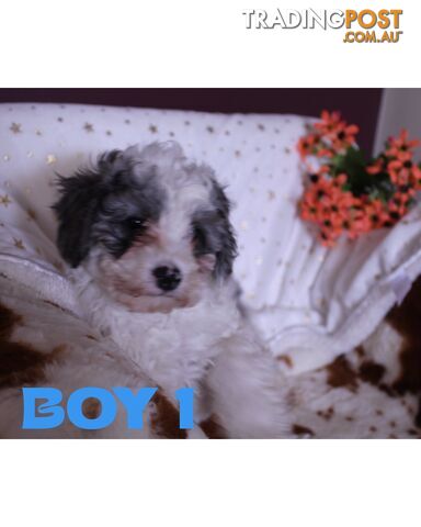 Rare Blue Toy Poodle Pups (Parti-Merle)