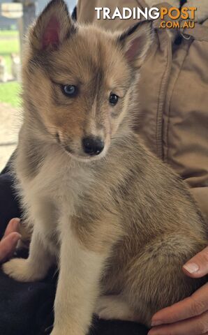 Siberian Collie’s