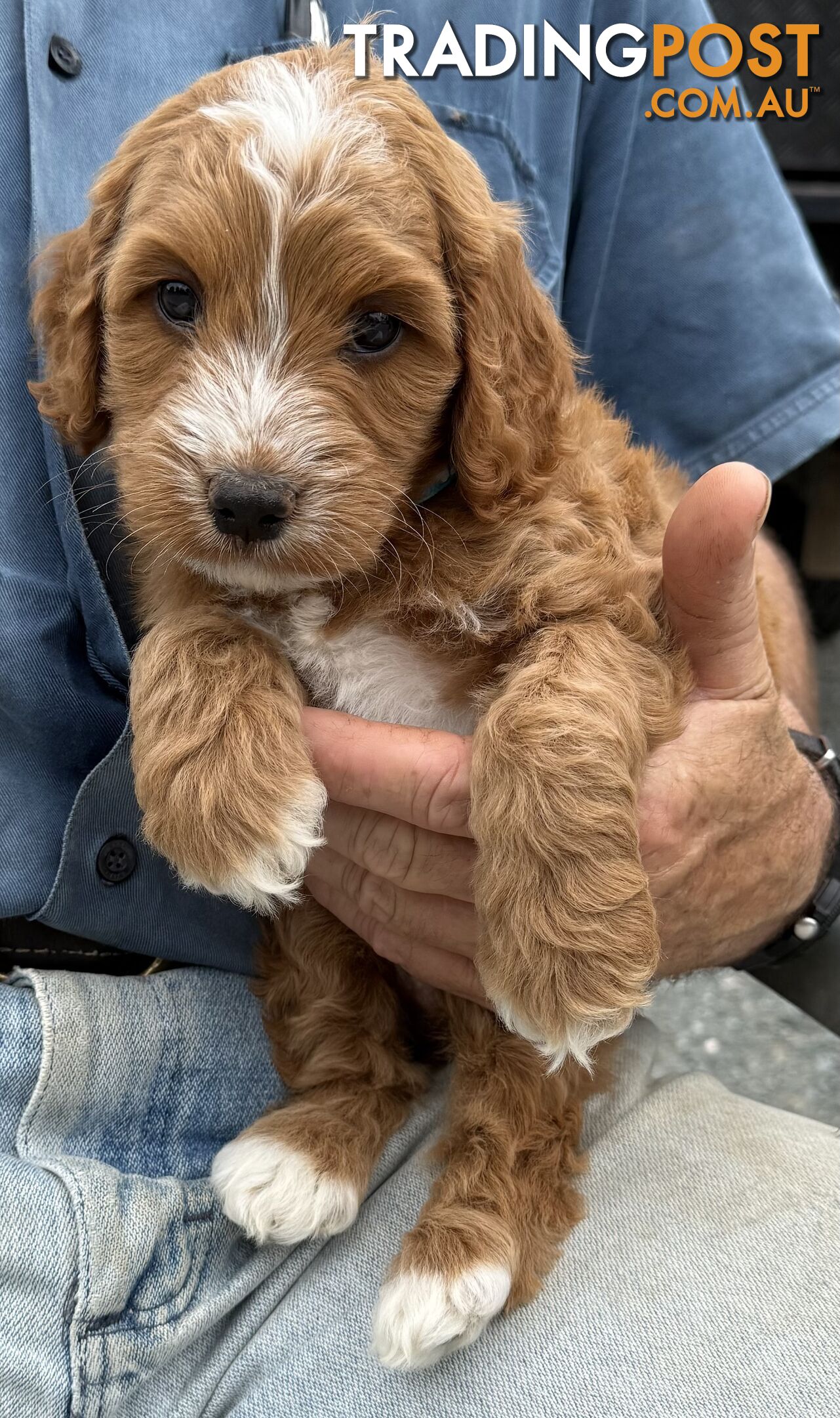 Spoodle Puppies