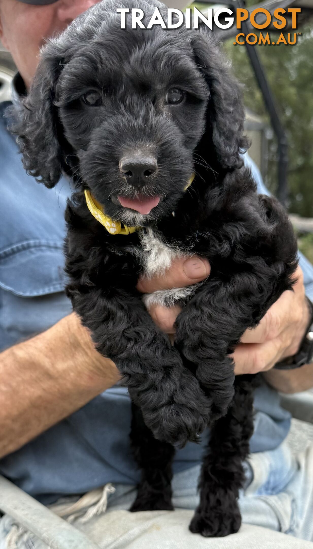 Spoodle Puppies