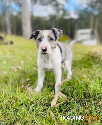 Kelpie X  Koolie puppies