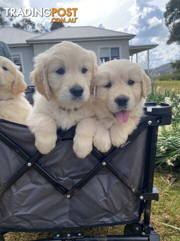 Fun loving Golden Retriever puppies