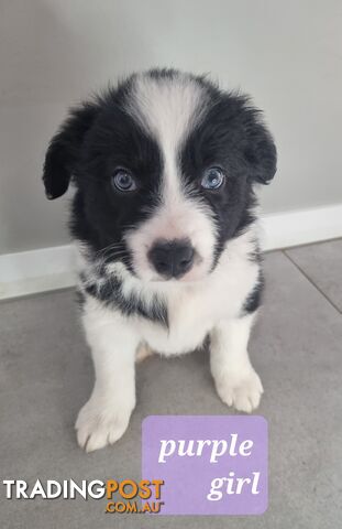 Pure Border Collie puppies