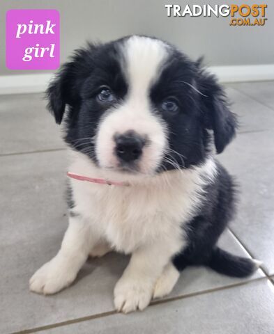 Pure Border Collie puppies