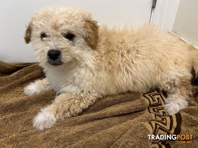 Gorgeous Toy Poodle x Puppies