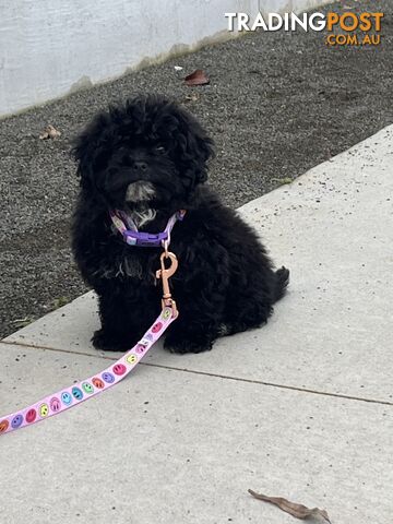 Gorgeous Toy Poodle x Puppies