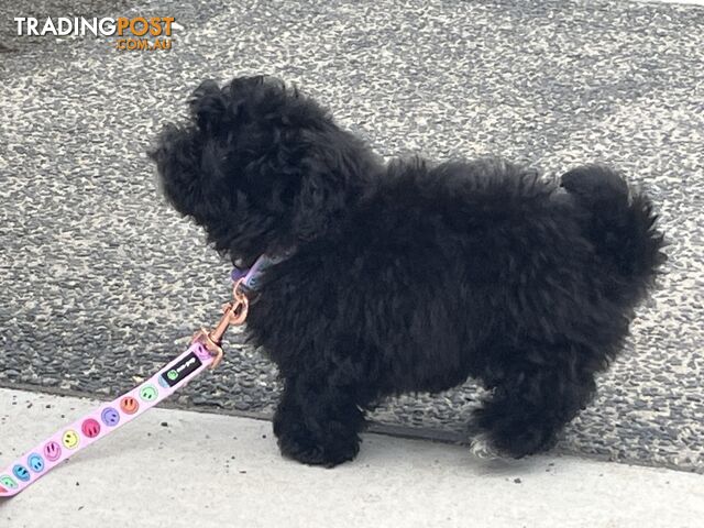 Gorgeous Toy Poodle x Puppies