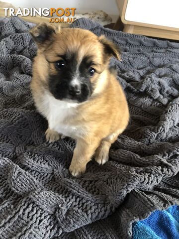 lizard leash leopard gecko