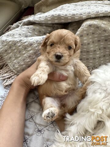 Maltipoo / moodle puppies for sale | Maltese + Toy Poodle