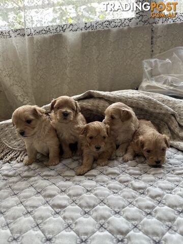 Maltipoo puppies for sale