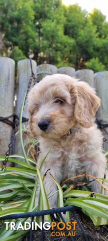 Mini Groodle Puppies (Goldie x poodle): stunning babies