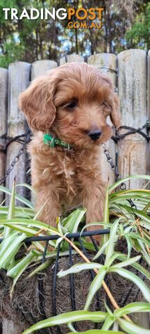 Mini Groodle Puppies (Goldie x poodle): stunning babies