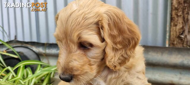 Gorgeous Groodle x Labradoodle