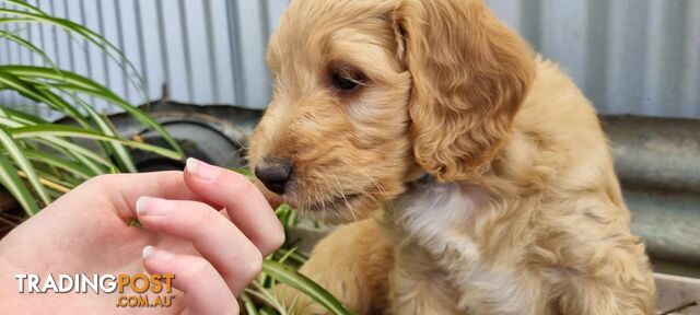 Gorgeous Groodle x Labradoodle