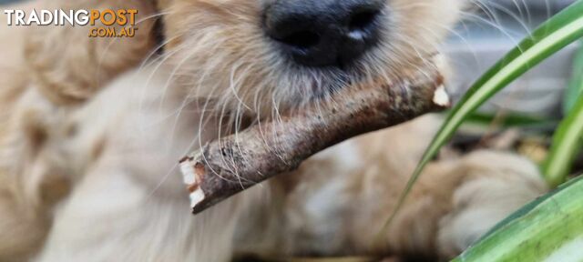 Gorgeous Groodle x Labradoodle