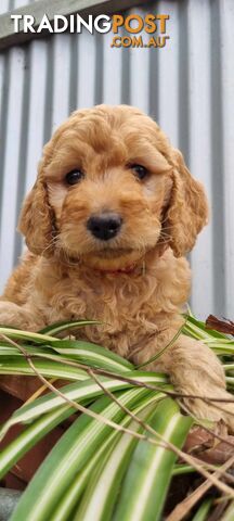 Gorgeous Groodle x Labradoodle