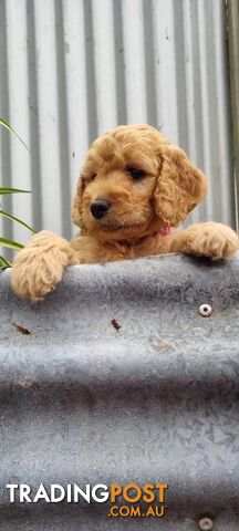 Gorgeous Groodle x Labradoodle