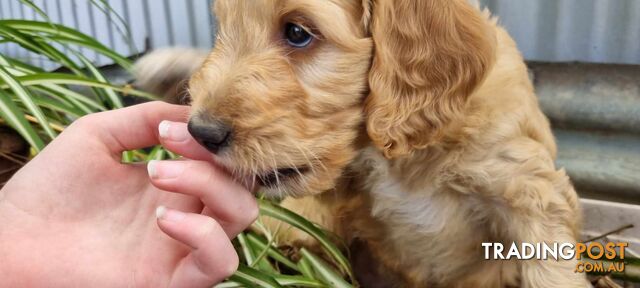 Gorgeous Groodle x Labradoodle