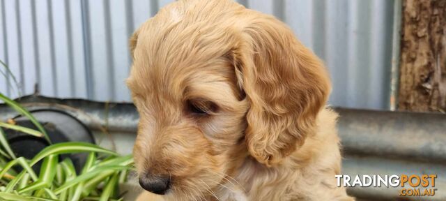 Gorgeous Groodle x Labradoodle