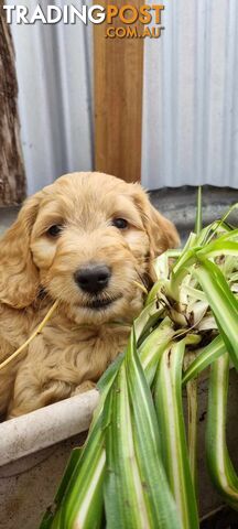 Gorgeous Groodle x Labradoodle