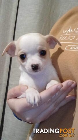 Tiny baby Chihuahuas 💙🌸🐶