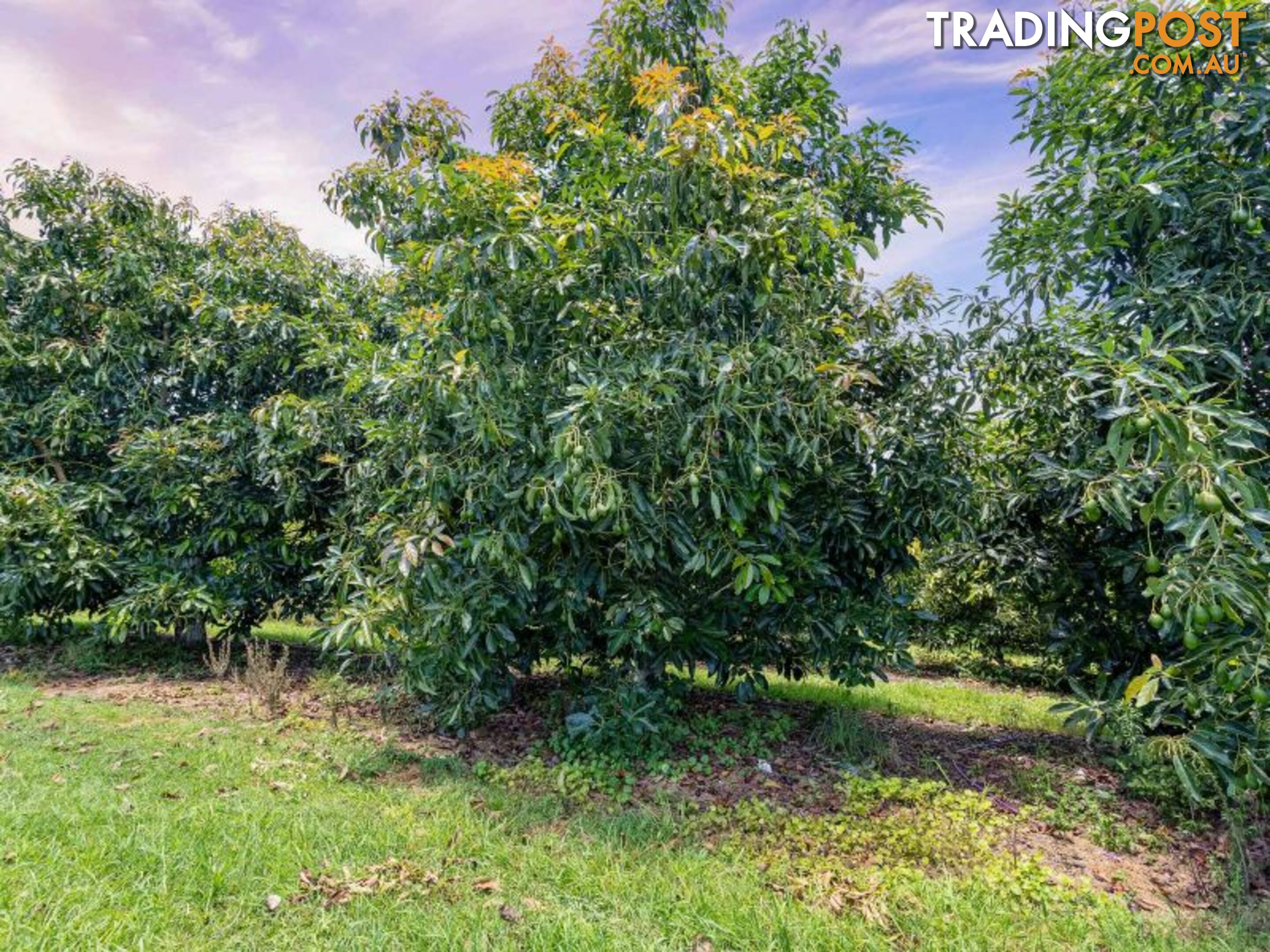 364 Gwynne Road Georgica NSW 2480