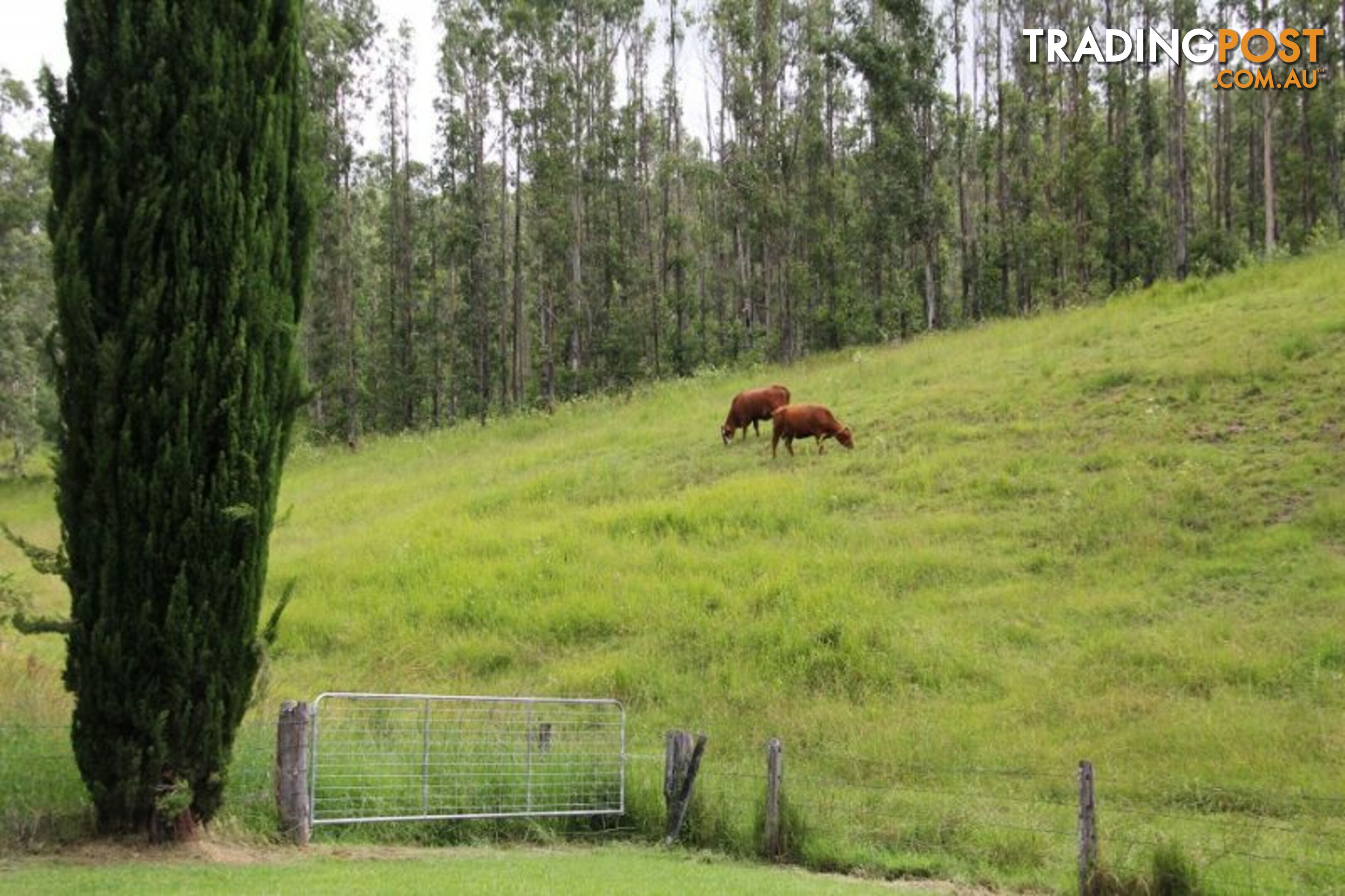 173 Hilderbrands Road Dairy Flat NSW 2474