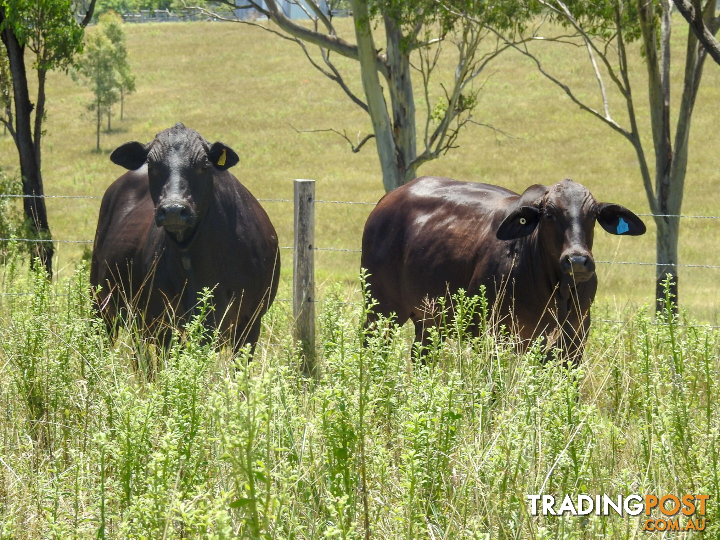 Boyne Valley QLD 4680