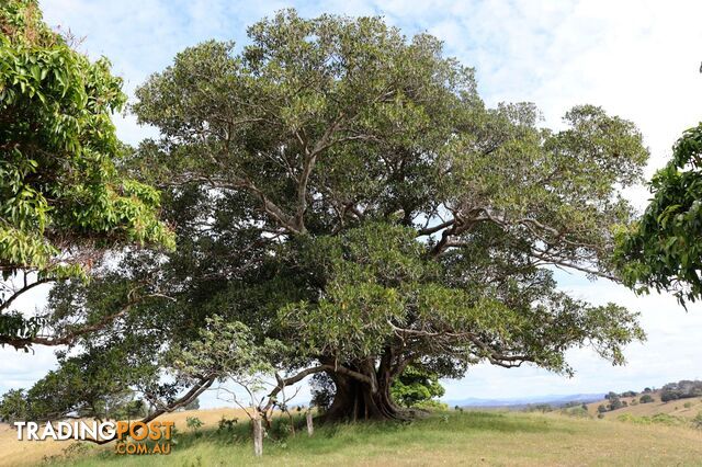 676 Sandy Creek Road Veteran QLD 4570