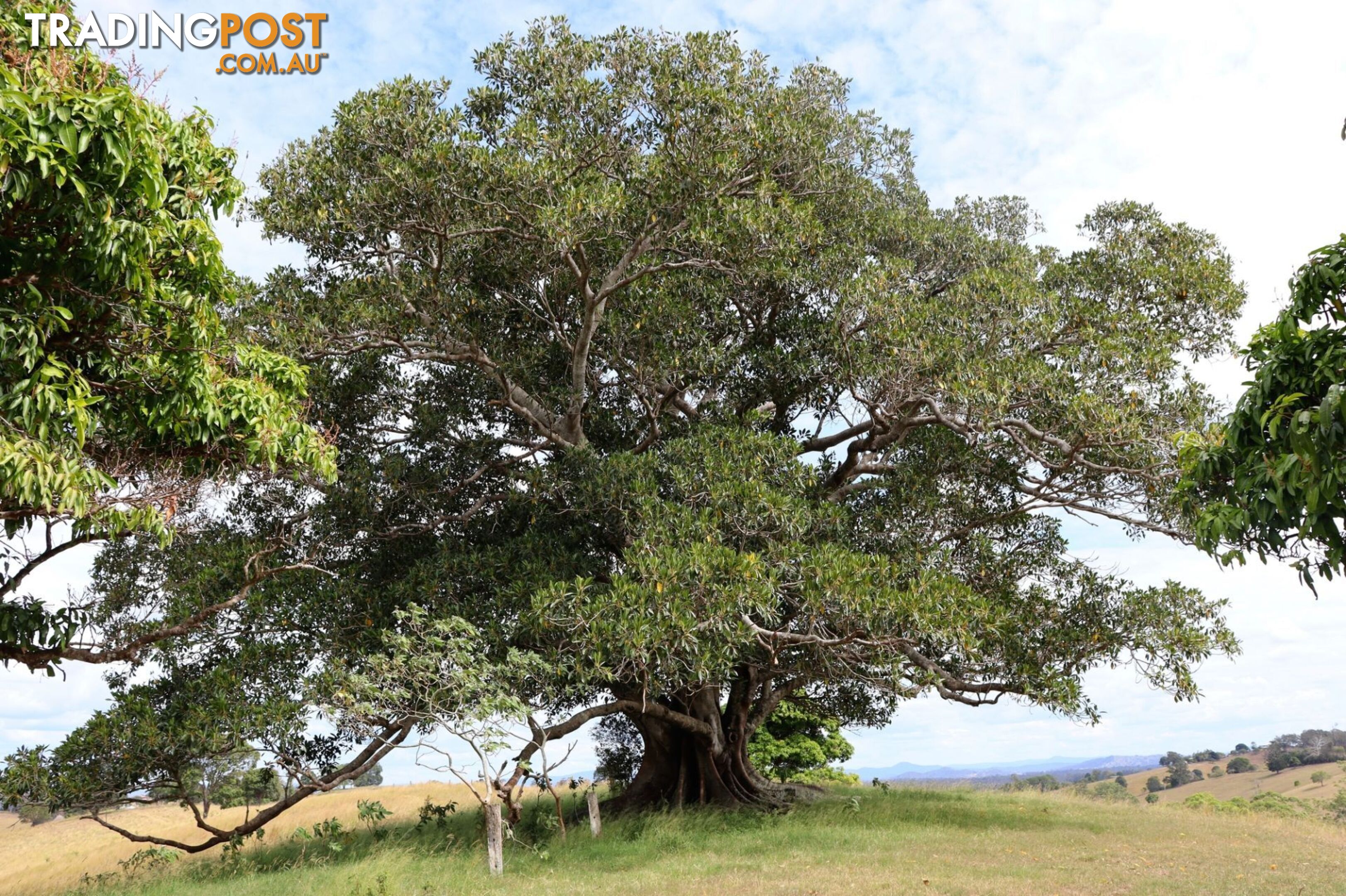 Lots 1 & 1 Sandy Creek Road Veteran QLD 4570