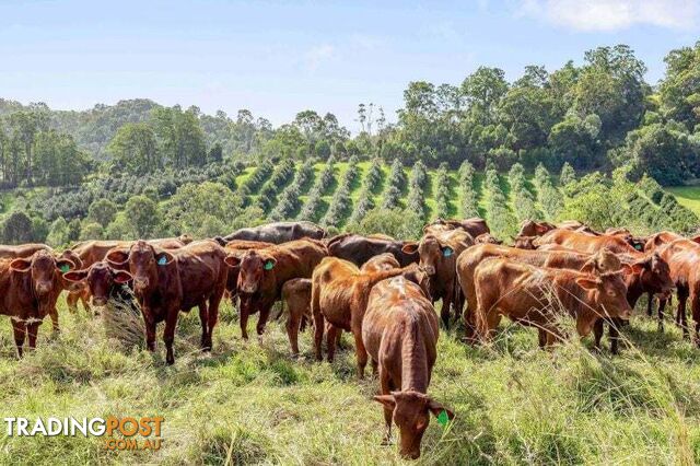 428 Shadbolt Road Mothar Mountain QLD 4570