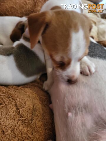 Georgous purebred Tenterfield Terrier Puppies. 8 wks. Male, Female.  Show winning bloodlines.