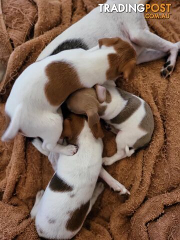 Georgous purebred Tenterfield Terrier Puppies. 8 wks. Male, Female.  Show winning bloodlines.