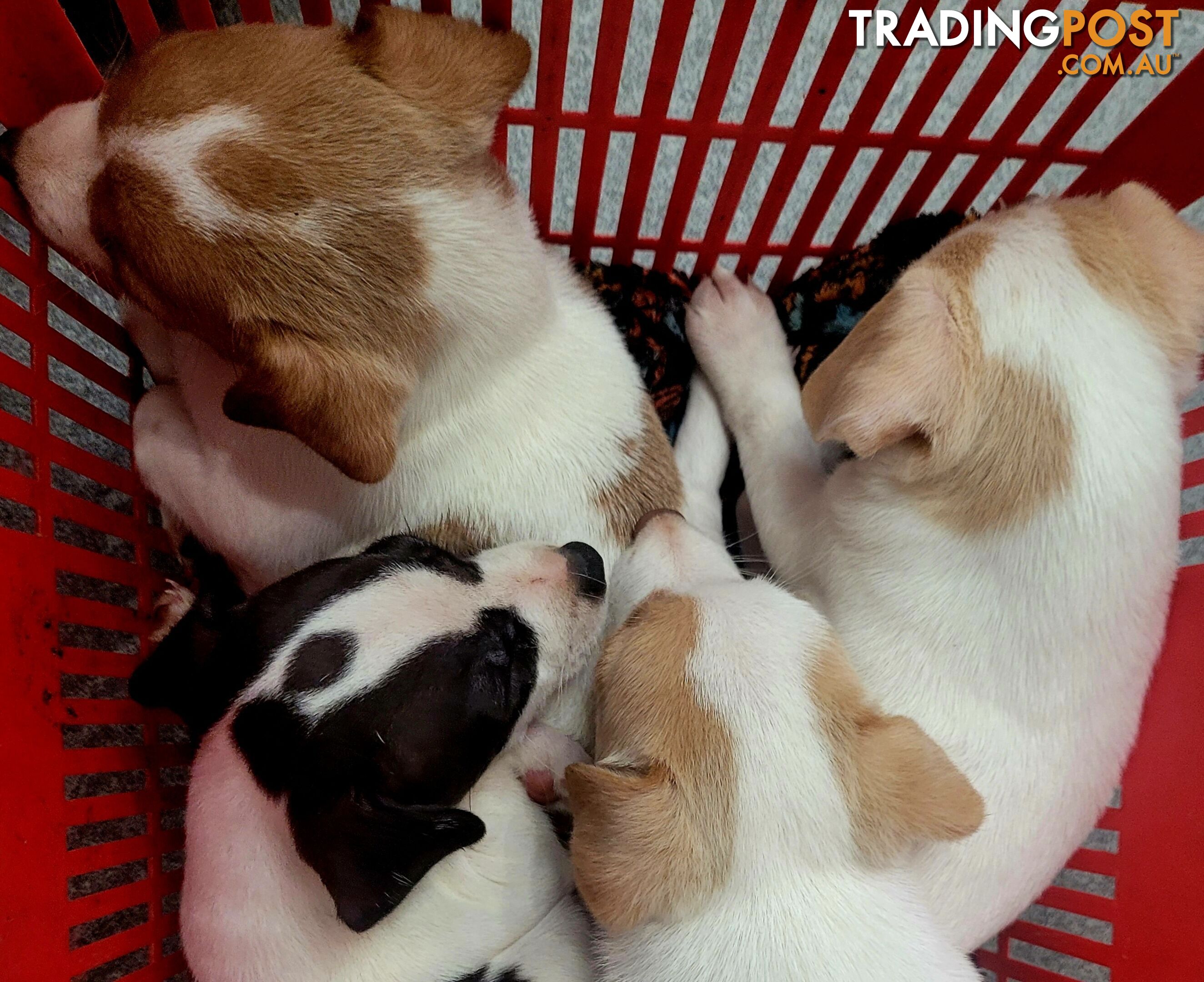 Puppies. Tenterfield Terriers 9 wks. 3 cute boys, I sweet girl
