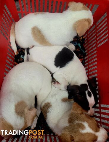 Puppies. Tenterfield Terriers 9 wks. 3 cute boys, I sweet girl