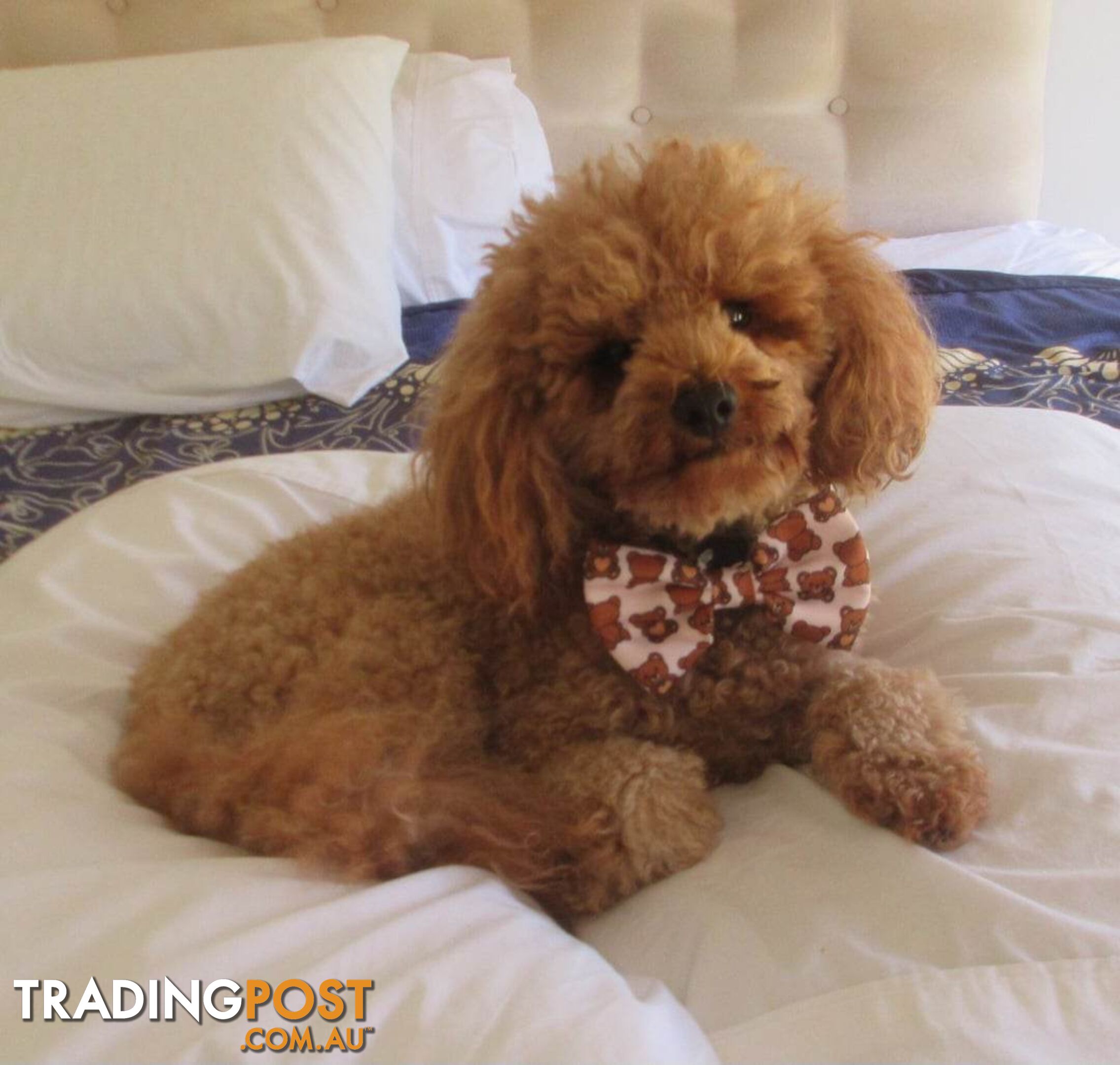 Stud dog Red Toy Poodle stud services