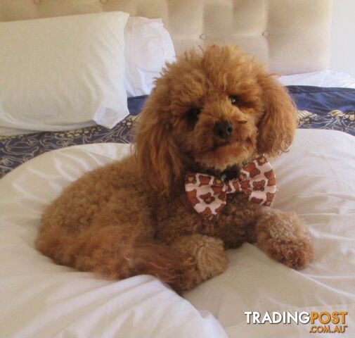 Stud dog Red Toy Poodle stud services