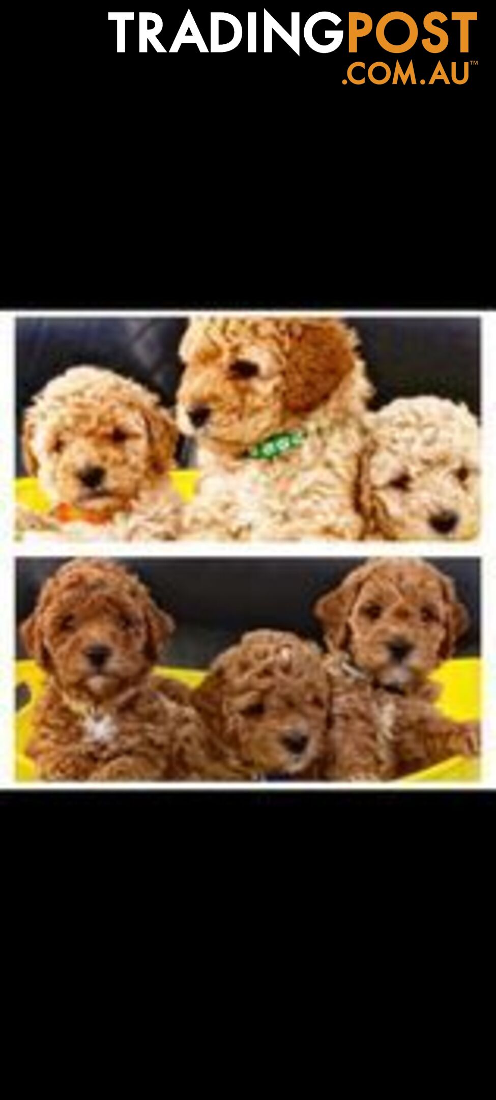 Stud dog Red Toy Poodle stud services