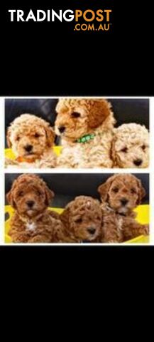 Stud dog Red Toy Poodle stud services