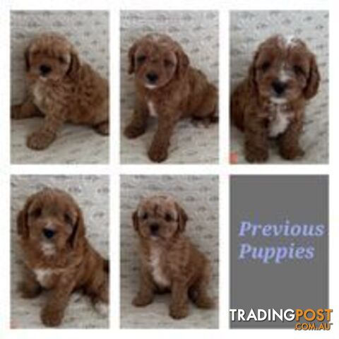 Stud dog Red Toy Poodle stud services