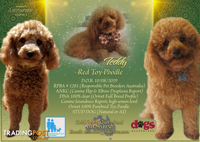 Stud dog Red Toy Poodle stud services